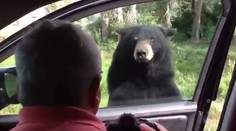 Dráma v Yellowstone. Medveď si otvoril dvere auta, kde sedela celá rodina