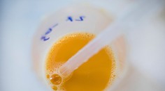 Zmes z kontaminovaných vajec sa dostala do štyroch bratislavských hotelov