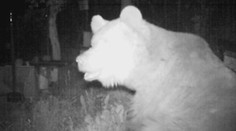 Ďalšie návštevy medveďov v Ružomberku. Na sídlisku bola aj medvedica s mladými