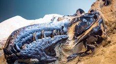 Slávna fosília prinútila vedcov prehodnotiť poznatky o tyranosauroch. Ukázalo sa, že mali trpasličieho príbuzného