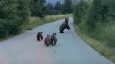 VIDEO: Divoká naháňačka či zbytočná panika? Video utekajúcich medveďov rozdeľuje internet