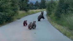 VIDEO: Divoká naháňačka či zbytočná panika? Video utekajúcich medveďov rozdeľuje internet