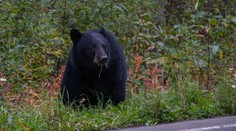 VIDEO: Dôchodca na Floride bránil psov pred medveďom, šelmu zahnal holými rukami