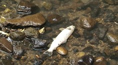 Z potoku mizne voda. Kto za to môže?