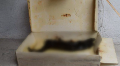 Pri stavebných prácach v Banskej Bystrici našli ľudskú ruku!