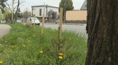 Dobrý úmysel narazil na pravidlá. Nahusto vysadené stromčeky pri ceste v Košiciach musia odstrániť