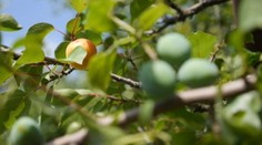 Šikovný gazda prinútil slivku, aby rodila aj marhule a ringloty