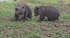 Osirelým medvieďatám sa v Bojniciach darí. Návštevníci tamojšej zoo ich však zrejme nikdy neuvidia