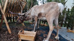 Nórsko musí utratiť vyše 2-tisíc sobov