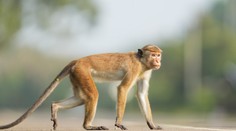 Bizarná situácia: Opica poškodila transformátor a spôsobila blackout