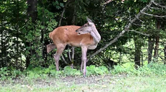 Trojnohá laň v Tatrách. Nenápadný zázrak hôr prežil krutú zimu