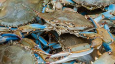 Chorvátsko zaplavil agresívny invazívny krab. Ohrozuje tradičný pokrm