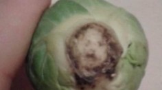 Žena pri príprave zeleniny takmer odpadla. Tvrdí, že sa jej zjavil Ježiš Kristus