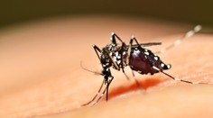 Do Európy sa dostáva exotický hmyz. Komáre môžu prenášať aj nebezpečné choroby