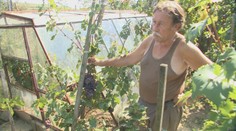 Pestuje takmer 30 odrôd hrozna: Prvé sadenice zasadil ešte s otcom pred 40 rokmi
