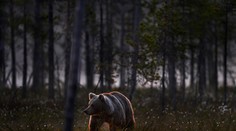 Útok medveďa neďaleko slovenských hraníc. Napadol aktivistu, ktorý ho prišiel chrániť