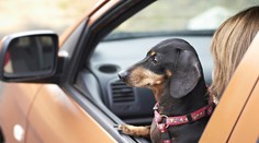 Ak idete so psom v aute, musíte ho pripútať