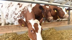 Opatrenia po odhalení slintačky a krívačky na Slovensku: Zatvorenie všetkých ZOO aj zákaz vstupu do lesa v dvoch okresoch