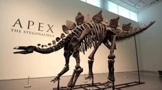 Dražba, ktorá prekonala všetky očakávania. Za kostru vzácneho dinosaura zaplatil kupec závratnú sumu