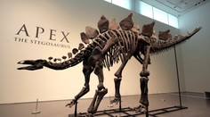 Dražba, ktorá prekonala všetky očakávania. Za kostru vzácneho dinosaura zaplatil kupec závratnú sumu