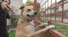 Emil choval v dome 25 psov. Počúval sťažnosti na neznesiteľný zápach a hlučný štekot