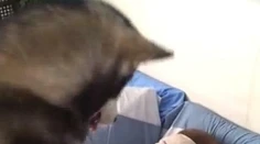 Budíček, aký ste ešte nevideli. Má viac ako 2 a pol milióna klikov