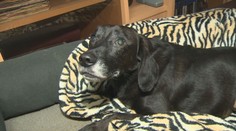 Manželia z Vrábeľ zriadili v dome hospic pre psy, chcú im dať šancu dôstojne dožiť