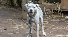 Trojročné dievčatko neprežilo útok pitbula: Otcove srdcervúce slová na rozlúčku