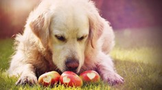 Vegána zo psa nespravíte, no vitamíny potrebuje. Tieto druhy ovocia ho však môžu zabiť