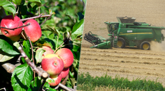 Pestovatelia pre teplú zimu avizujú slabú úrodu. Stále lamentujú, už dávno sa mali prispôsobiť zmene klímy, odkazuje odborník