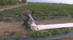 Mrazivé noci dali pestovateľom zabrať. Zisťovali sme, kedy sa začnú samozbery jahôd