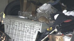 V Topoľčanoch bojujú s potkanmi. V meste rozbehli celoplošnú deratizáciu