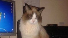 V Lučenci sa na Vianoce stratil kocúrik. Pomôžete ho nájsť?