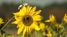 Na Zemi dnes žije  žije o 75 percent menej hmyzu ako v roku 1989