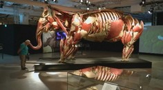 Výstava "Zvierat bez kože" v nemeckom Ulme vyvolala kontroverzné reakcie