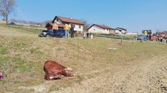 Splašený kôň vletel rovno pod auto. Krátko predtým sedelo na jeho chrbte malé dievča