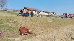 Splašený kôň vletel rovno pod auto. Krátko predtým sedelo na jeho chrbte malé dievča