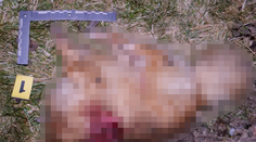 Hodil ho o zem, kopal a dobil motykou. Hovorili sme s mužom, ktorý mal brutálne usmrtiť psa