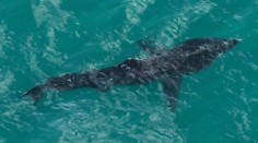 VIDEO: Pri pobreží Chorvátska sa objavil druhý najväčší žralok sveta. Bol dlhší ako rybárska loď