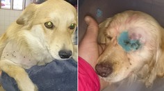 Divoká oslava v Cabaj-Čápore vyvrcholila krutým zmrzačením psíkov