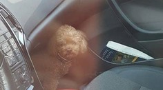 Kým nakupovala, pes sa trápil v rozhorúčenom aute: Nad jej reakciou budete krútiť hlavou