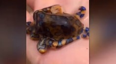 Od smrti ho delili milimetre. Muž netušil, že má v dlani extrémne jedovatého živočícha