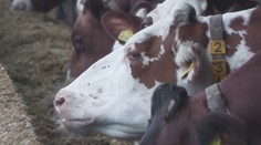 Nemožno vylúčiť umelý pôvod vírusu slintačky a krívačky, tvrdí Maďarsko