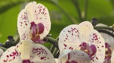 Vyzerajú ako z iného sveta, zvádzajú farbou aj vôňou. Tieto rastliny patria k najpromiskuitnejším