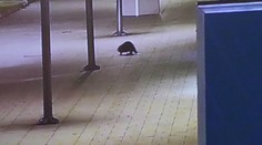 Mestskí policajti v Handlovej mali nezvyčajný nočný zásah. Po námestí sa pohyboval zmätený bobor