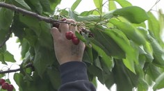 Ceny prvých čerešní sú rôzne. Kým niekde ich kúpime za 8 eur, inde dáme za kilogram aj trojnásobok