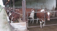 Hrozí katastrofa. Expert varuje pred rozšírením slintačky a krívačky, došlo by k veľkému zdražovaniu