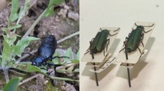 Nebezpečné chrobáky! Na tieto druhy by ste si mali dávať pozor aj na Slovensku