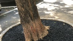 Bratislavčania neverili vlastným očiam. Stromy v centre mesta zaliate asfaltom?!