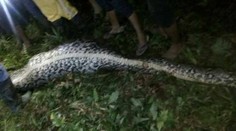 VIDEO: Našli nezvestného muža. V tele hada